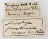CollectionObject 1532991; 79f43a5e-e047-4eb5-a1a8-d024c16442ef: labels. (CollectionObject).