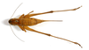CollectionObject 1575361; eb35b2b2-a71f-415d-8ddc-f777d1482167: female, dorsal view (syntype). (CollectionObject).