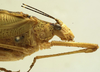 male head and pronotum, lateral view (syntype). Depicts CollectionObject 1506562; 1789fccf-6579-47d4-8ca4-6edd8d9b52e0, a CollectionObject.