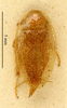 CollectionObject 1587897; MNHN(SF IMPORT DUPLICATE) MNHN-EP-EP1867, 202f3629-5b55-4e2f-8099-d38b2930ce77: CC BY-NC-ND 4.0/MNHN - Depraetere Marion - 2014. Syntype, male. Specimen number: MNHN-EP-EP1867. http://coldb.mnhn.fr/catalognumber/mnhn/ep/ep1867. (CollectionObject).