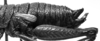CollectionObject 1530197; 195dd9c7-6579-4bca-932e-548ddfbfed25: female abdomen, lateral view (lectotype). (CollectionObject).