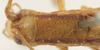 female pronotum, dorsal view. Depicts CollectionObject 1582907; 6527a3ed-7d44-4b3e-8a24-0cf5657bf51e, a CollectionObject.