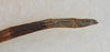 CollectionObject 1557940; 519861e5-b151-4d16-9c8f-b17a43c764a4: copyright USNM, Washington. (CollectionObject).