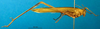 CollectionObject 1502884; 9e214f36-876c-4209-95cf-f2e9e46c516b: male, lateral view (paralectotype of Tylopsis vittata). (CollectionObject).