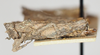CollectionObject 1577218; 676f0aa4-7f8e-40c3-a92d-0f5366601bb8: female, lateral view. (CollectionObject).