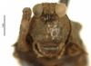 CollectionObject 1577320; 613cec75-60f1-4283-ac03-b5005bbbcfd2: male, frontal view (syntype). (CollectionObject).