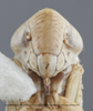 Head on Athysanella (Gladionura) alsa Ball & Beamer, 1940: Head. (Observation).