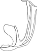 Aedeagus, lateral view on Donidea verticis (Baker, 1903): Aedeagus, lateral view. (Observation).