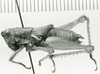 CollectionObject 1524853; df002ccf-d3c4-4277-bac8-e2d9d2e3003a: female, lateral view (holotype). (CollectionObject).