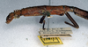 CollectionObject 1558258; NMW 263, 91e095a3-10c5-45ec-93c7-29ad3605081f: copyright NMW, Vienna. female: head and thorax, lateral view of synonym Damasippoides spinicollis (holotype). (CollectionObject).