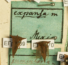 Other: !! display not done !! on Antianthe expansa (Germar, 1835): (Observation).