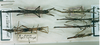 CollectionObject 1560929; a223bea6-6535-4446-9237-5e3d204f6a87: copyright MNHN, Panel coll., Paris. male (syntype, top left), female botton left undescribed; remainder unlikely to be syntypes. (CollectionObject).
