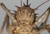CollectionObject 1505709; f064a080-3cbe-4761-aa68-dd00f2c52683: female, anterior view (syntype). (CollectionObject).