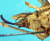 CollectionObject 1578134; 96177bd7-43db-491e-9c10-d9f1491eee82: female subgenital plate. (CollectionObject).