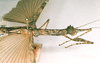CollectionObject 1562040; 105a7ef0-e8f1-430c-b4ed-78696af094a7: copyright ZMUC [Copenhagen]. female: head and thorax, lateral view (holotype). (CollectionObject).
