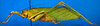 CollectionObject 1500559; d7f362d1-7eb5-4cb8-bbca-6e7b8427b0ec, DORSA BTgrasatS01: male, lateral view (syntype). (CollectionObject).