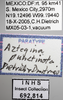 Other on Aztegina punctinota Dietrich & Dmitriev, 2006: Labels. (Observation).