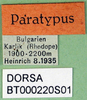 CollectionObject 1501845; 050e3c7e-0880-43c5-a339-c6f96f2d1359: male labels (paratype). (CollectionObject).