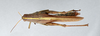 CollectionObject 2856582; 5f7bd6fe-69fd-49a7-83f5-ad0c74106f0a, CNCI 981420: Schistocerca alutacea. Dorsal view. (CollectionObject).