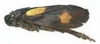 Habitus, lateral view on Neaenus (Neaenus) varius Fowler, 1897: (Observation).