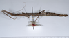 CollectionObject 1558642; c1bcd070-c49e-4191-a165-1bd619e36e0b: copyright ANSP. female, lateral view (holotype). (CollectionObject).
