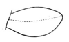 Dichromatos schrottkyi (Rehn, 1918): Pl. 18, Fig. 19 (after type). male, outline of left tegmen. (Otu).