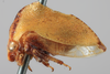 Habitus, lateral view on Amastris maculata Funkhouser, 1922: (Observation).