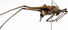 CollectionObject 1529771; a2292b67-204e-42db-8f84-f00bd5dfa41f: male, lateral view (holotype). (CollectionObject).