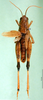 CollectionObject 1501426; ce73543e-bfd9-40be-8318-ca5e4d6368e1, DORSA BA000635S01: male, dorsal view (holotype of Dociostaurus elbursianus caspicus). (CollectionObject).