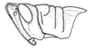 Conometopus sulcaticollis (Blanchard, 1851): Fig. 38. Male, head and pronotum (Termas Chillán). (Otu).