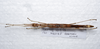 CollectionObject 1576170; 746b1386-1387-4bd0-ba4d-cb5ad0d0b416: copyright ZRC, Singapore. female, ventral view (holotype). (CollectionObject).
