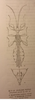 CollectionObject 1561224; f210eb74-f80b-4196-b387-b9a45390646f: original publication. male (holotype). (CollectionObject).
