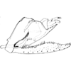 Pygofer, lateral view: !! display not done !! on Smyga distincta Dworakowska, 1995: genital capsule, lateral. (Observation).