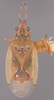 CollectionObject 1597002; 47ebc46b-08a3-4b03-bd18-1ebeb766b91b: Kleidocerys modestus HOLOTYPE (NMNH) - (CC BY-NC 3.0) - Photo by Pablo M. Dellapé with permission from the National Museum of Natural History (NMNH), Smithsonian Institution, Washington, D.C. (CollectionObject).