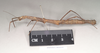 CollectionObject 1563988; NHMUK(SF IMPORT DUPLICATE) 844659, e0b7bab4-af0b-4dc2-9de1-c5429d269c46: copyright Natural History Museum, London. female, lateral view (paralectotype). (CollectionObject).