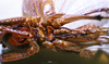 CollectionObject 1534912; BPBM 3224781, 9f46282f-11f1-4049-81d1-434c67751f7c: male, ventral view. (CollectionObject).