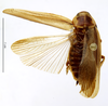CollectionObject 1587311; MNHN(SF IMPORT DUPLICATE) MNHN-EP-EP1303, 7b84b32e-87a2-494f-95c0-0b9d5ab7ab7e: CC BY-NC-ND 4.0/MNHN - Depraetere Marion - 2014. Holotype, male, of nitor Grandcolas, 1991. Specimen number: MNHN-EP-EP1303. http://coldb.mnhn.fr/catalognumber/mnhn/ep/ep1303. (CollectionObject).