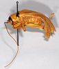 CollectionObject 1574850; a173e091-ab2c-4e2c-bccc-7572bc8c269a: female, lateral view. (CollectionObject).