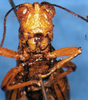 CollectionObject 1505379; 2b7a71fc-f8e4-491b-9da0-88cc411db8fc: male, frontal view (syntype). (CollectionObject).