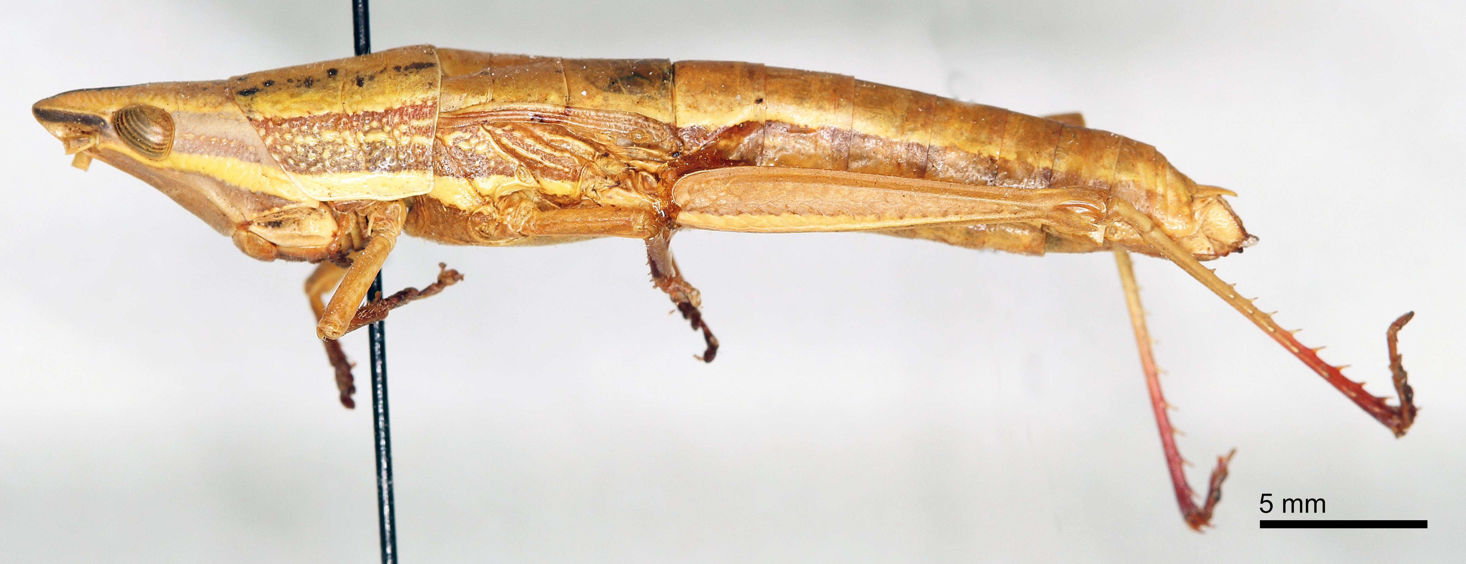 female, lateral view (paralectotype). Depicts CollectionObject 1578586; e1a71ac7-389a-4cfe-8c0d-e00d89bbce25, a CollectionObject.