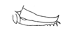 Ceuthophilus (Hemiudeopsylla) hesperus hesperus Hubbell, 1936: Fig. 180. Ovipositor, female allotype, La Jolla, CA. (Otu).