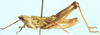Hemicharilaus monomorphus (Uvarov, 1929): male, lateral view. (Otu).