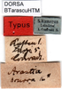 CollectionObject 1500503; dfc38884-7aad-4664-9e3f-a9dc9fd69d42, DORSA BTarascuHTM: labels (holotype). (CollectionObject).