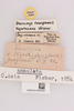 CollectionObject 2052372; 6b7bd0d1-5bad-4dc6-9c9c-84a670a7730e, NHMUK015982494: labels (paratype of Dericorys lazurescens). (CollectionObject).