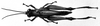 CollectionObject 1566335; dec61701-5d6a-4376-a2c8-12a7a0364af7: Image Carbonell, C.S. female, dorsal view (allotype). (CollectionObject).