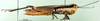 CollectionObject 1576220; e5b30786-4ed1-457f-8570-90234519c9f1: female, lateral view (allotype). (CollectionObject).