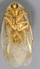CollectionObject 1567090; 6fbbbaa3-5fe2-4e79-8c42-4f45f8fcbb57: Photo by Heidi Hopkins. Holotype, adult male, ventral habitus. (CollectionObject).