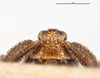Head: !! display not done !! on Copicerus irroratus Swartz, 1802: (Observation).
