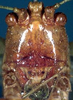 CollectionObject 1516893; 277874c4-0ce5-45ca-b2dc-c4e3dcd41c3d: female head, frontal view (holotype). (CollectionObject).