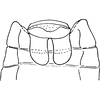 Abdomen, sternal apodemes, ventral view on Empoasca (Empoasca) millsi Ross, 1959: Sternal apodemes. (Observation).